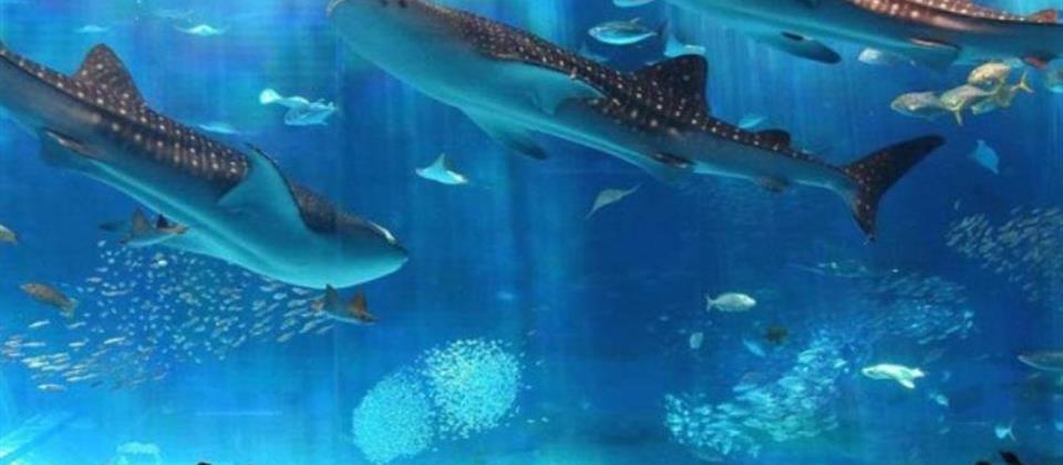 Aquarium Hurghada