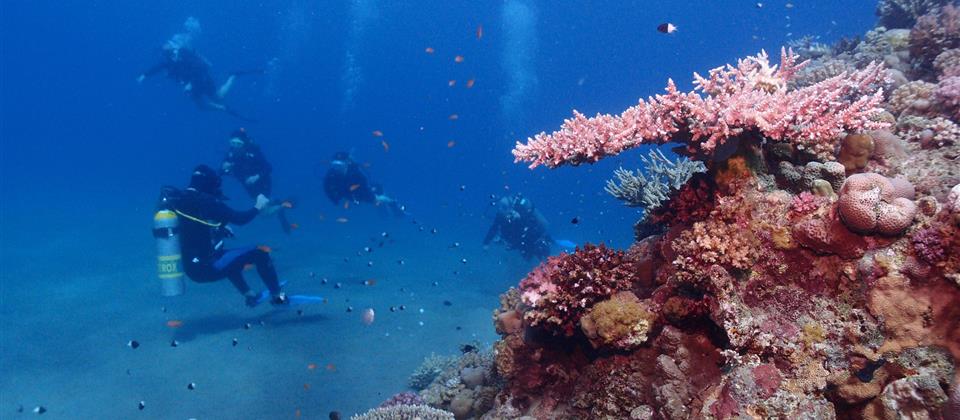 Orange Bay Sea Trip With Diving Hurghada