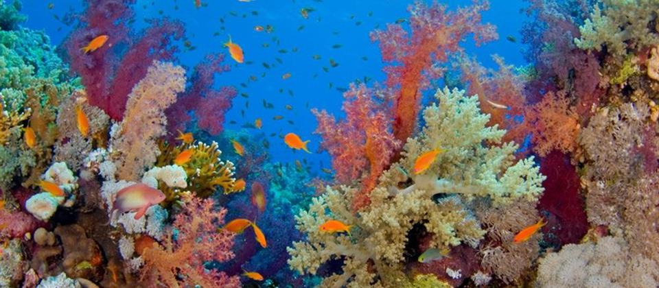 Orange Bay Sea Trip With Diving Hurghada