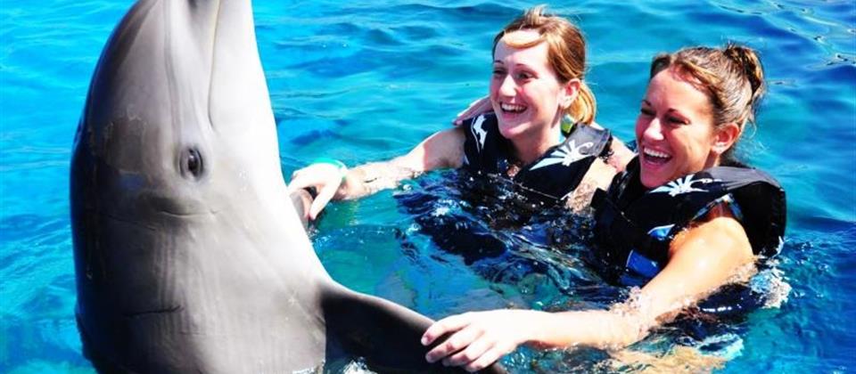 DOLPHIN SHOW - SSH 